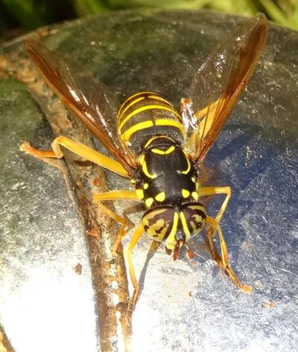 Spilomyia saltuum